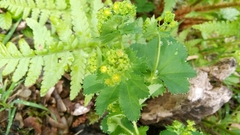 Alchemilla vulgaris