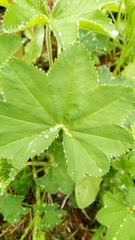 Alchemilla vulgaris