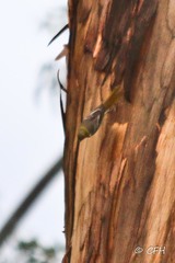 Icterus cucullatus