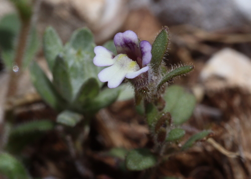 Representative image of Chaenorhinum rubrifolium