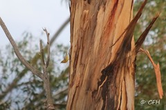 Icterus cucullatus