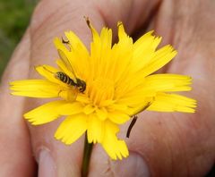 Sphaerophoria sulphuripes