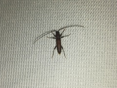 Geropa concolor