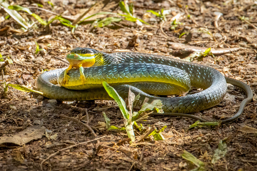 Common Tree Snake sighting