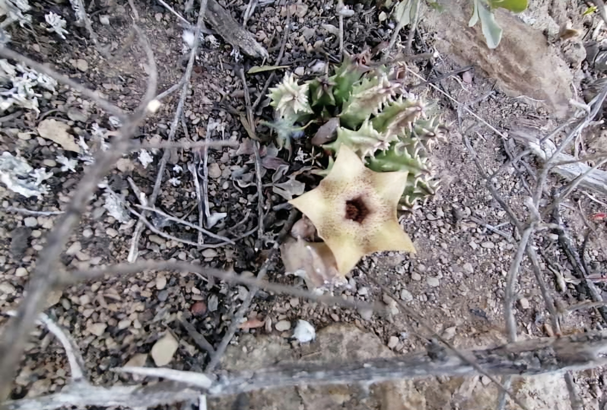 Huernia praestans N.E.Br.