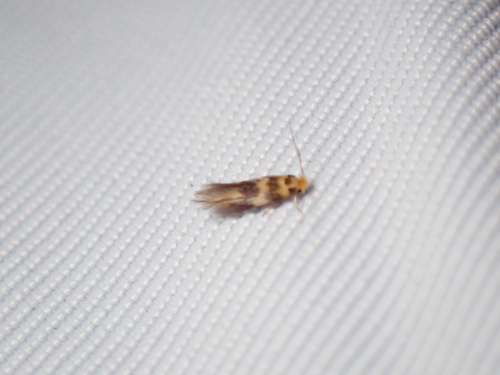 Bucculatrix thoracella