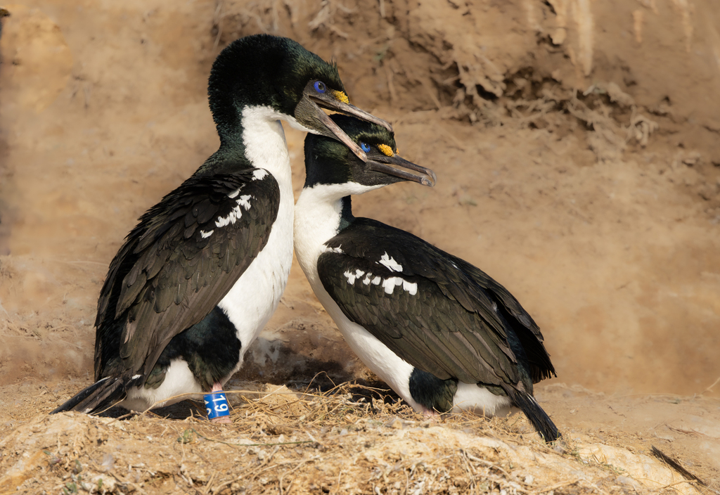 New Zealand King Shag (Leucocarbo carunculatus) photo