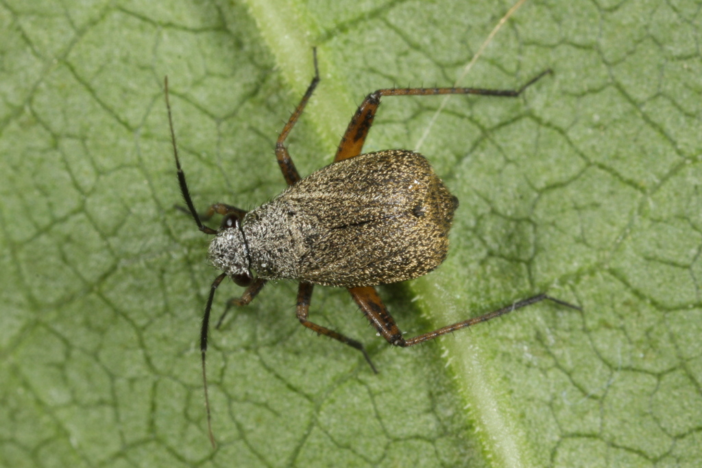 Orthocephalus vittipennis