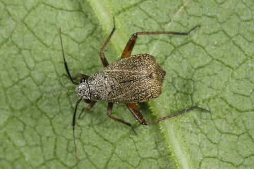 Orthocephalus vittipennis