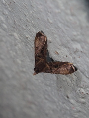 Endotricha theonalis