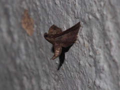 Endotricha theonalis