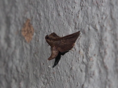 Endotricha theonalis