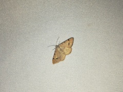 Frederickia flaviterminata