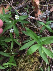 Moehringia