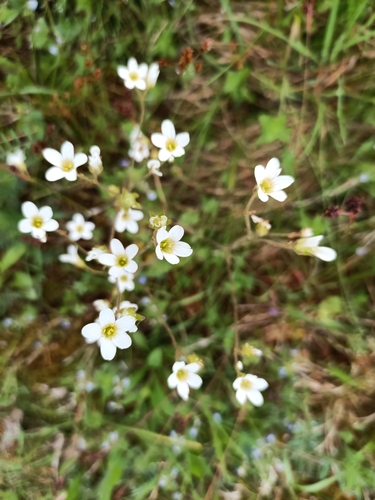 Meadow Saxifrage