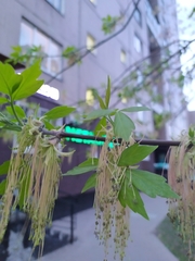 Acer negundo