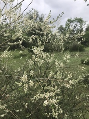 Aloysia