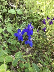 Delphinium decorum