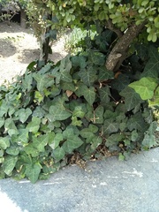 Hedera helix