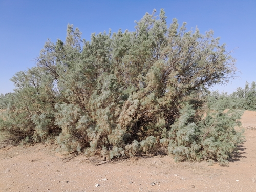 Image of Tamarix usneoides by no rights reserved