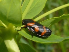 Cercopis intermedia