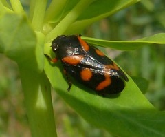 Cercopis intermedia