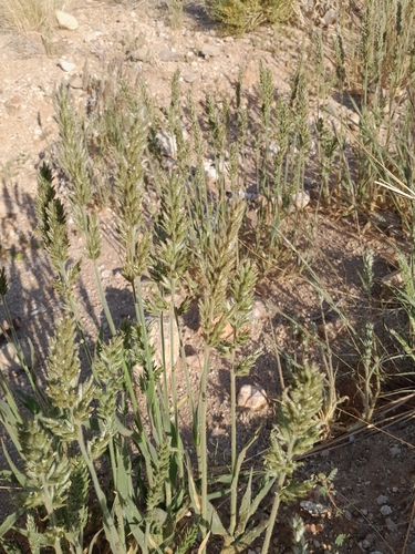 Image of Schmidtia kalahariensis by no rights reserved