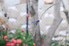 Sialia mexicana
