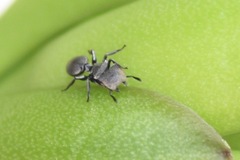 Cephalotes multispinosus
