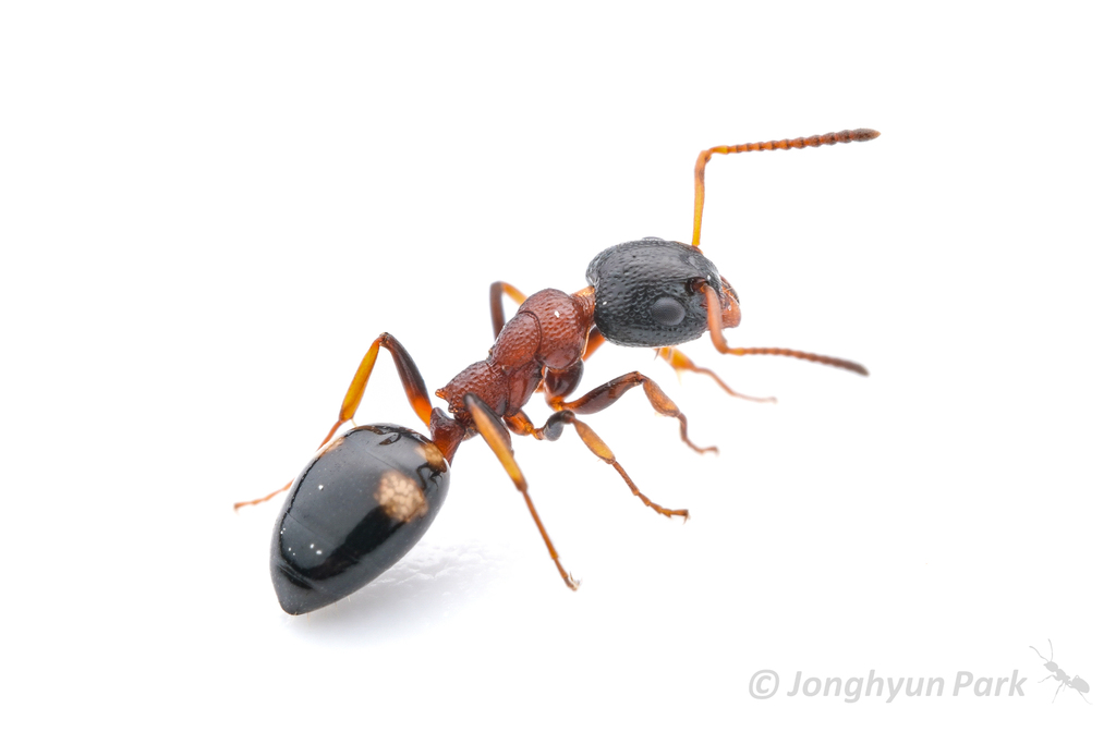 Four-Spotted Odorous Ant