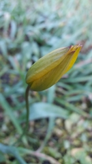 Tulipa sylvestris
