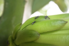 Cephalotes multispinosus
