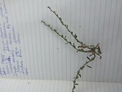 Lappula sessiliflora