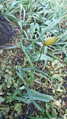 Tulipa sylvestris