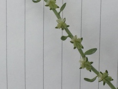 Lappula sessiliflora