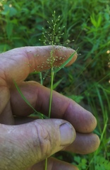 Dichanthelium dichotomum