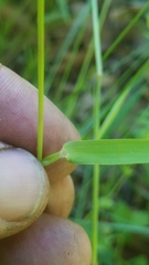 Dichanthelium dichotomum