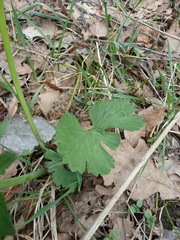 Ranunculus fallax