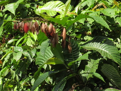 Warszewiczia coccinea