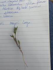 Minuartia meyeri