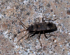 Elasmolomus squalidus