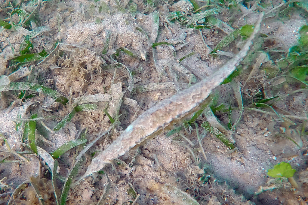 Alligator pipefish