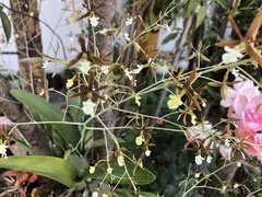 Prosthechea michuacana