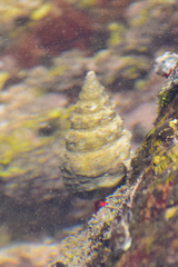 Cerithium maculosum