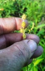 Carex reniformis