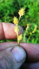 Carex reniformis