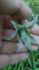 Ornithogalum nutans