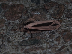 Creatonotos fasciatus