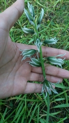 Ornithogalum nutans