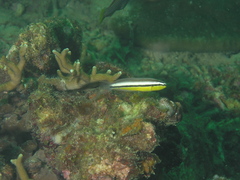 Twin Fangblenny photo 2